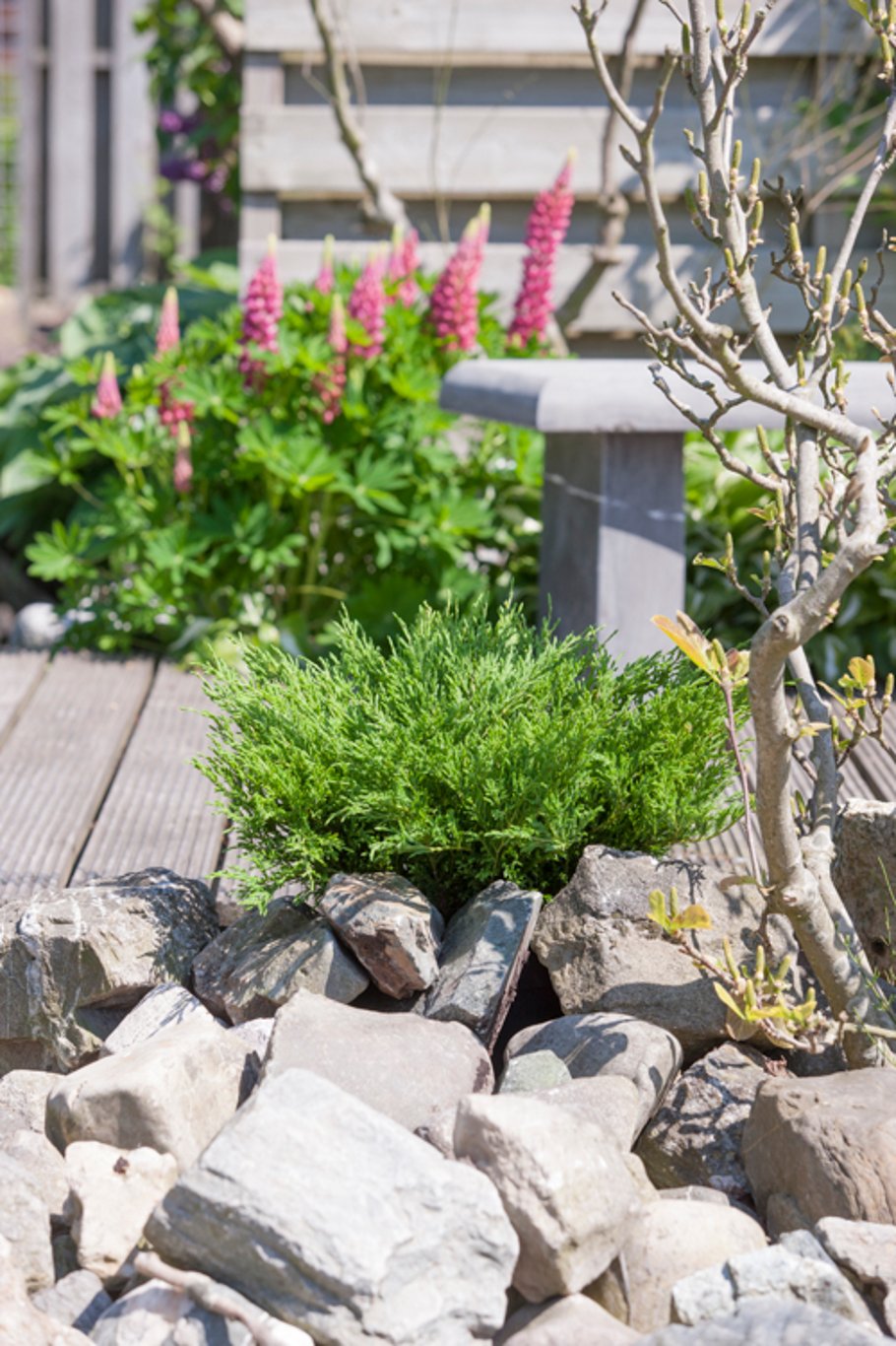 Juniperus h. 'Andorra Compact' - C3 30-40 CM